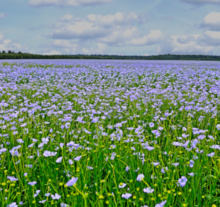 Flax crop field